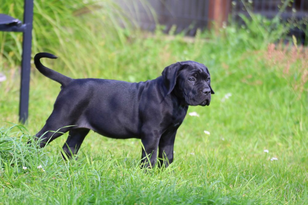 Cane Corso Szczenię Suczka