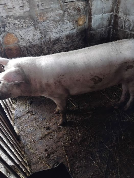 Продажа свиней на м'ясо