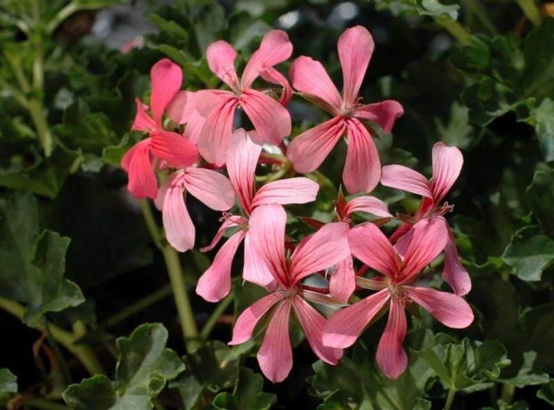 Каскадная пеларгония розовые,лиловый ,белые,укорененные саженцы