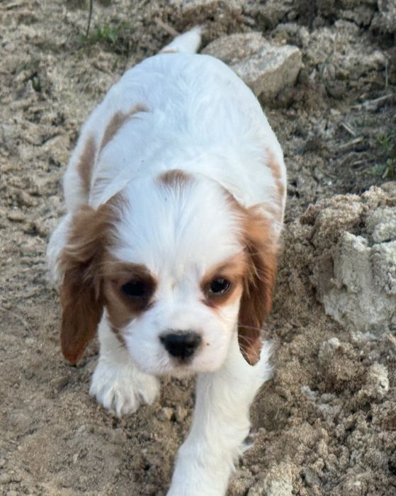 Cavalier King Charles spaniel suczka blenheim ruby z rodowodem