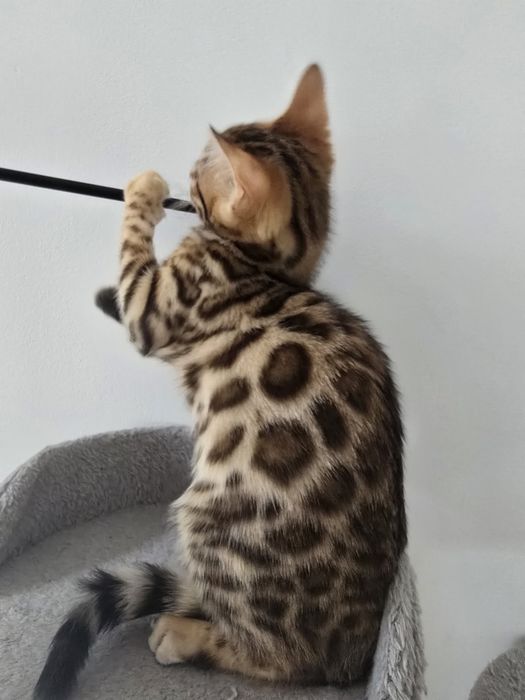 Kocurek Bengalski