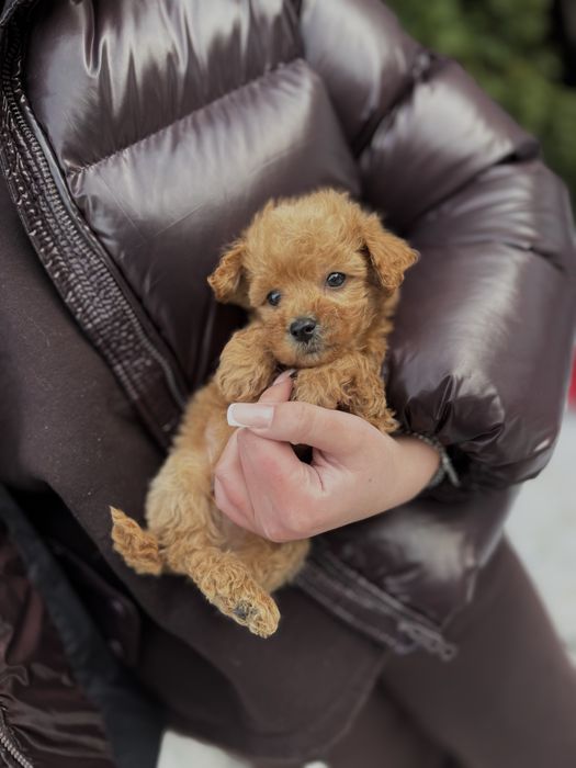 Мальтипу Ф1/Ф2 ПРЕМІУМ