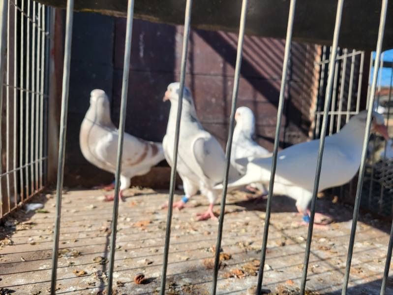 Pocztowe MŁODE gołębie