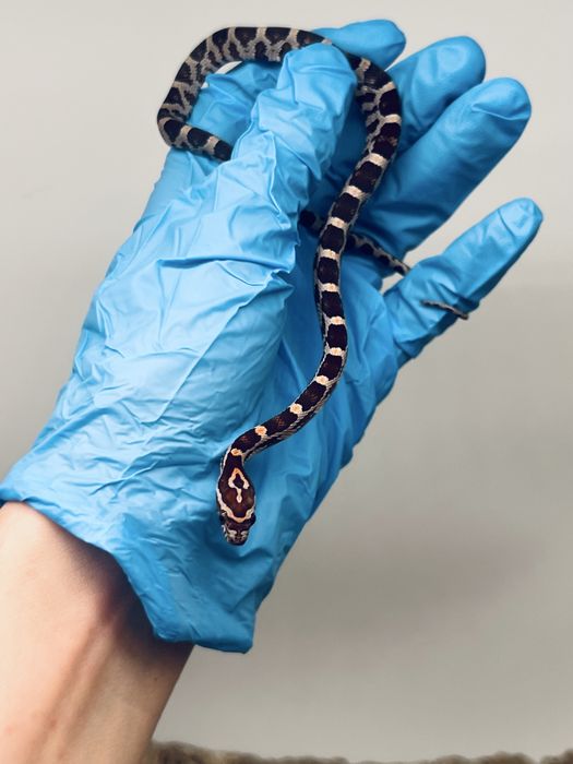 Wąż zbożowy węże zbożowe transport wyprawka