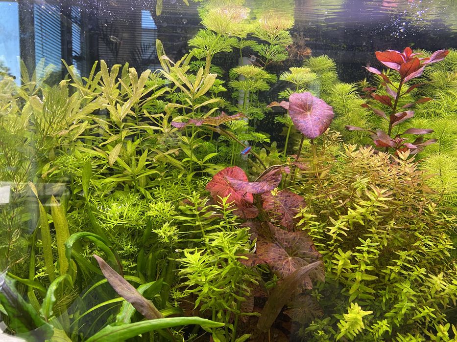 Super zestaw roślin do akwarium dla początkujących