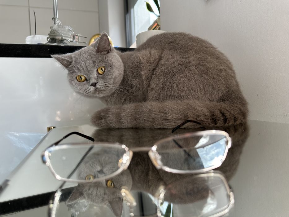 Okulary korekcyjne oprawki Hugo Boss nowe