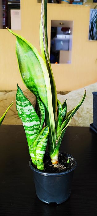 Сансевиерия продам