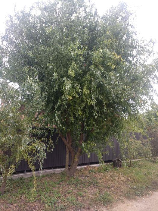 верба Матсудана, іва Міцуда 1 рік