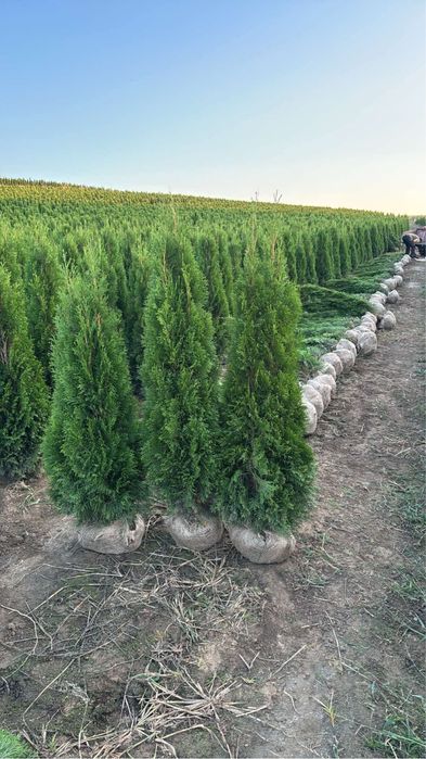 Tuja Szmaragd 140-150cm DOSTAWA ‼️ SADZENIE ‼️ PRODUCENT