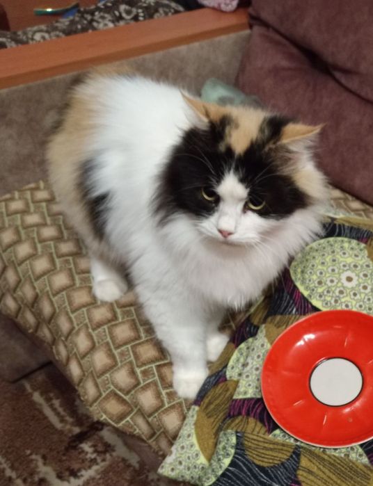 Пушистая стерилизованная трёхцветная кошка (2 года) ищет дом! Отдам