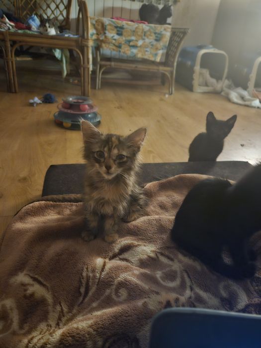 Adoptuj zwierzaki po traumie