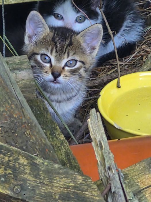 Kociaki do adopcji za darmo