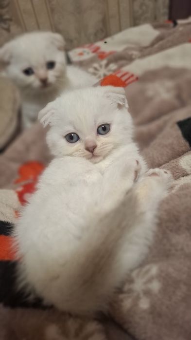 Котята шотландские
