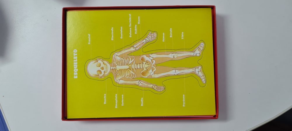 Jogo Anatomia- NOVO