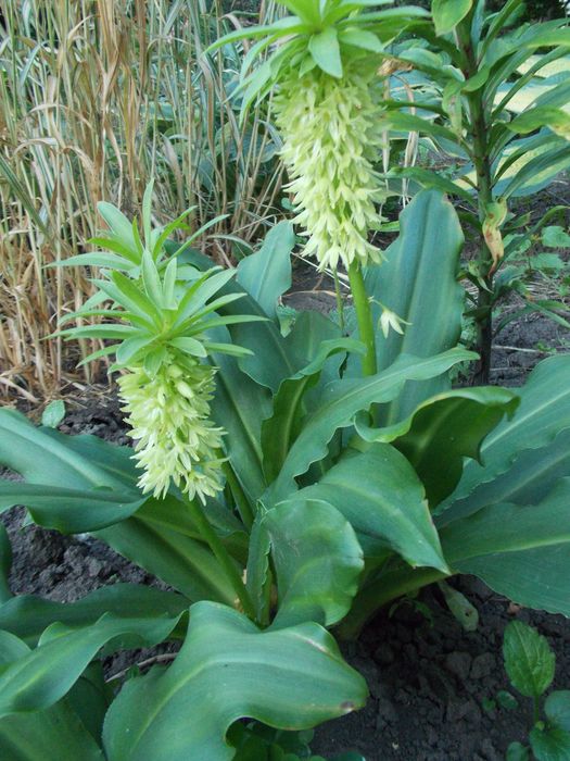 Калла  клубнева.