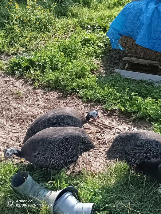 Vendo várias coelhos e galinhas