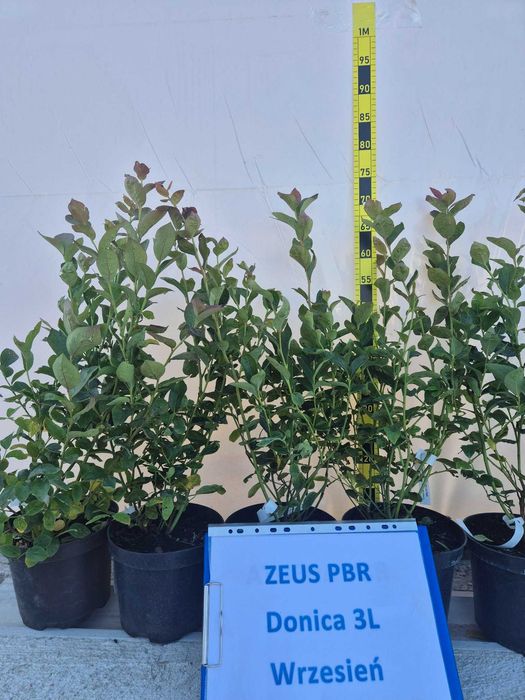 Borówka amerykańska ZEUS PBR donica 3litry