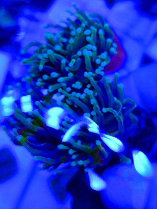 Akwarium morskie szczepki