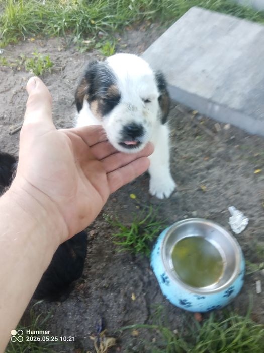 Oddam pieski za darmo