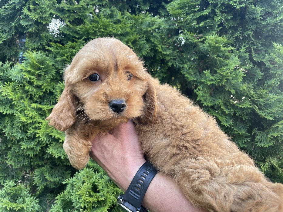 Cockapoo suczki i piesek