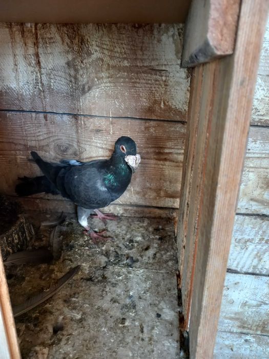 Srzedam gołębie rzeszowskie