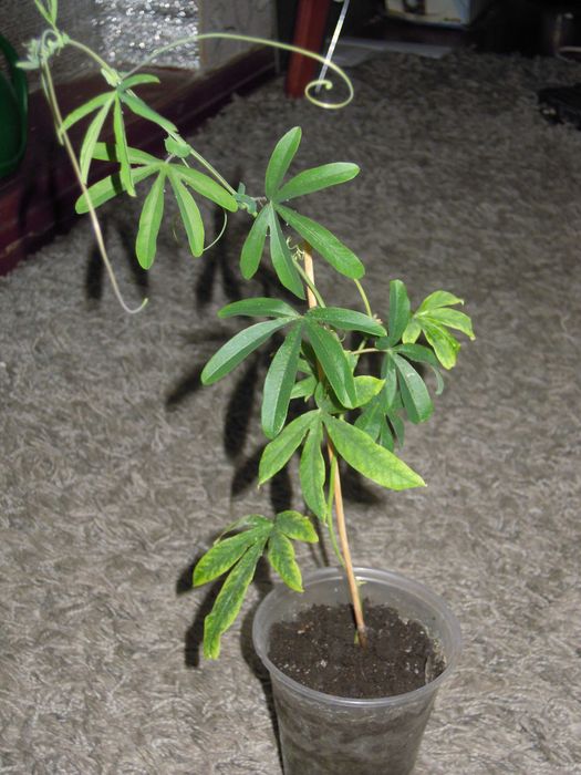 Пассифлора  цветущая. Лавандовая Леди. Молодые отростки.