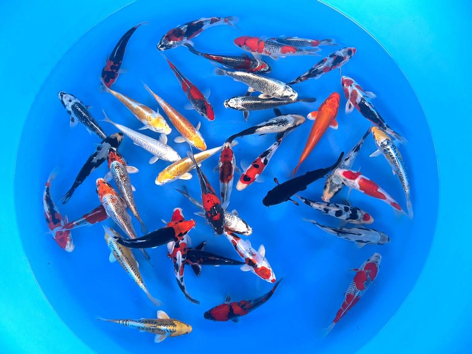 Karpie koi import 2026 Okole