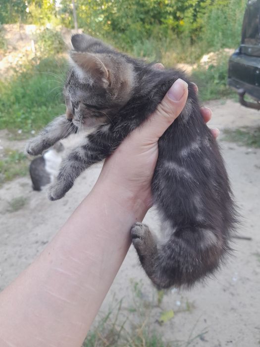 Віддам кошенят 2,5 місяців 5 кошенят