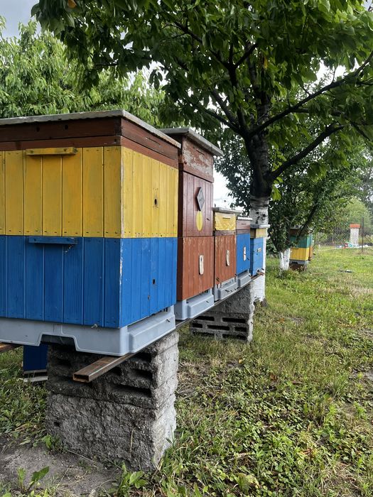 Sprzedam ule wielkopolskie z pszczołami