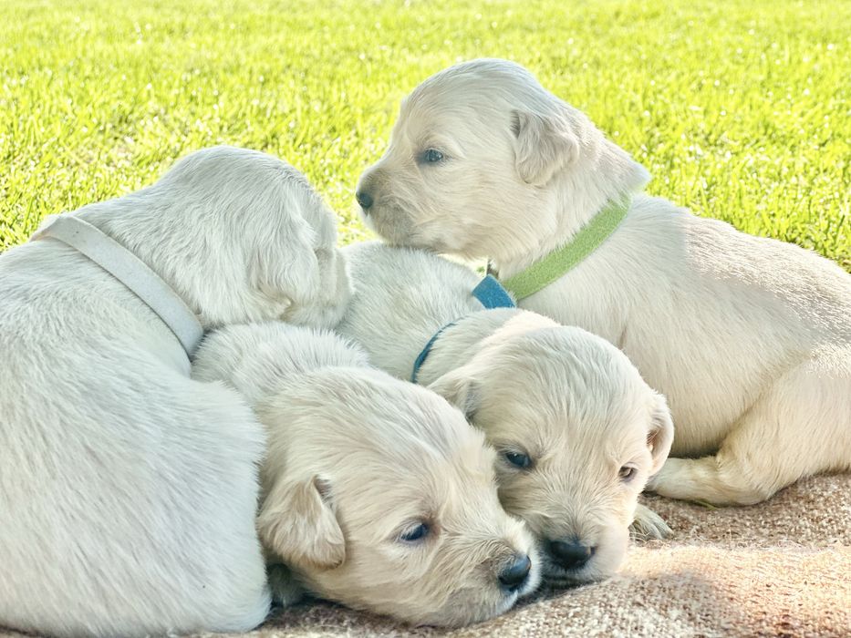 Piesek golden retriever rezerwacja