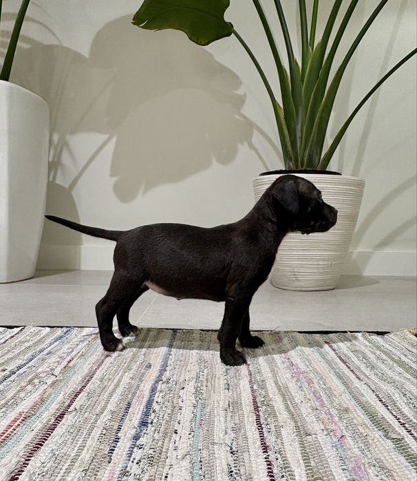 Amstaff Suczka Czarna