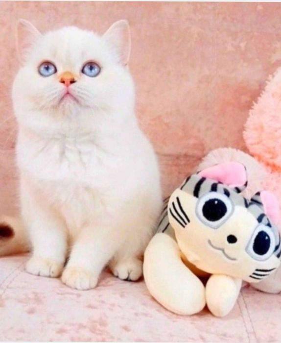 Голубоока красунечка шотландська дівчинка