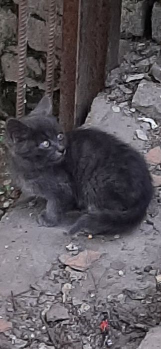 Милая кошечка ул.Харитонова