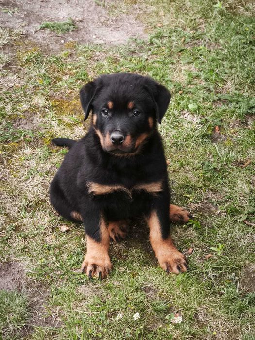 Rottweiler z Rodowodem kolejne z miotu