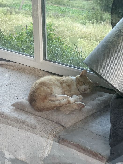 віддам кота в родину