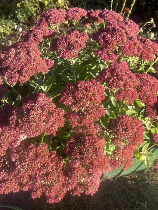 Очиток квіти багаторічні