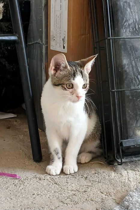 Laruś młody kocurek do adopcji