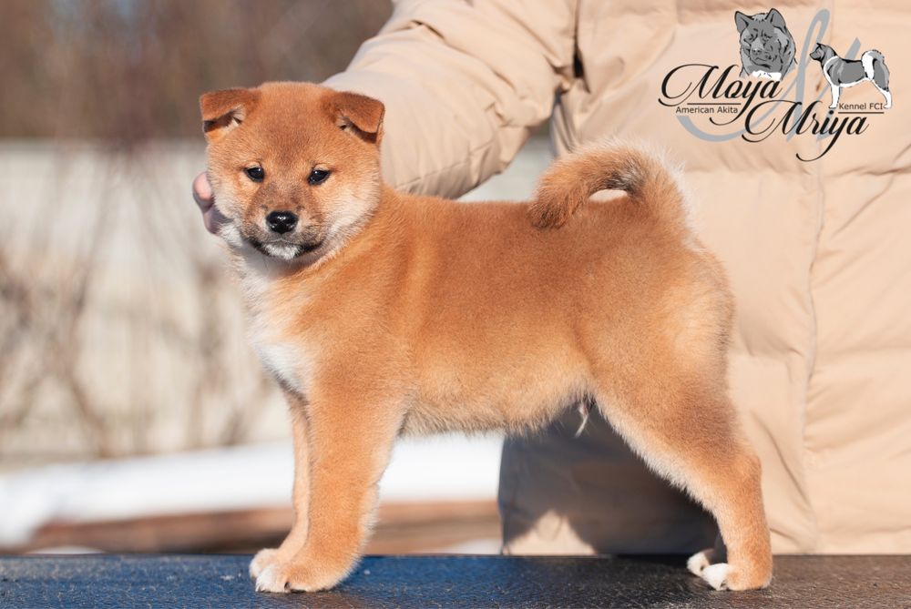 Шиба іну шиба ину shiba inu: 100 € Собаки Луцьк на Olx