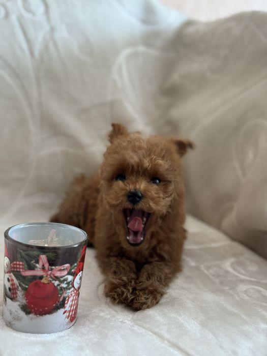 Той пудель хлопчик