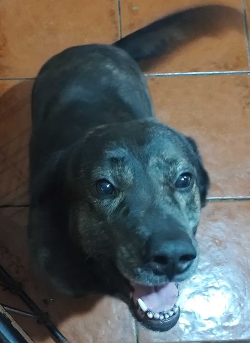 Tenho um cão de porte grande mansinho com 2 anos