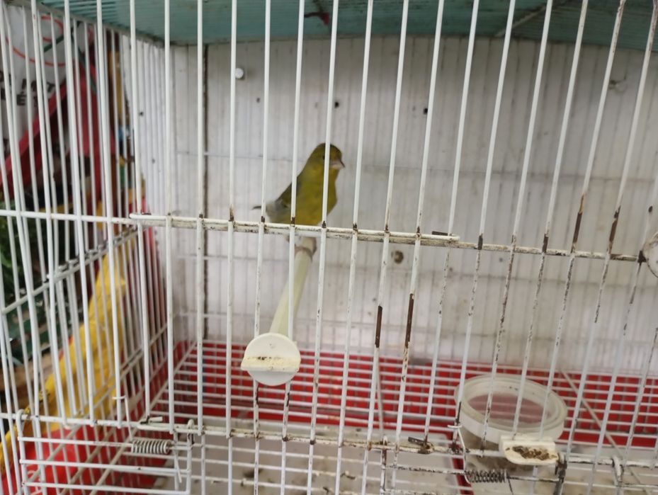 Canária vs megealicanos