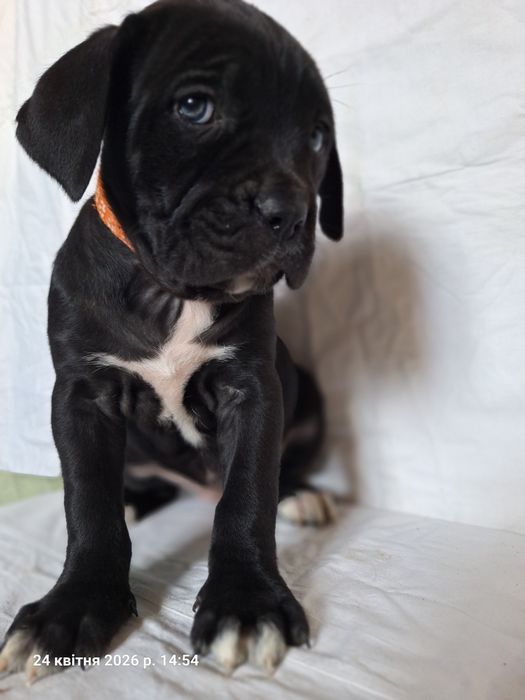 Продам цуценят кане корсо