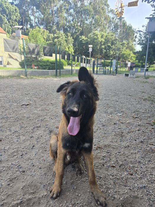 Cachorro Serra da Estrela
