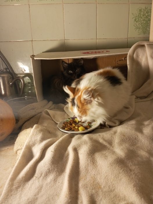 Спритна киця для мишей