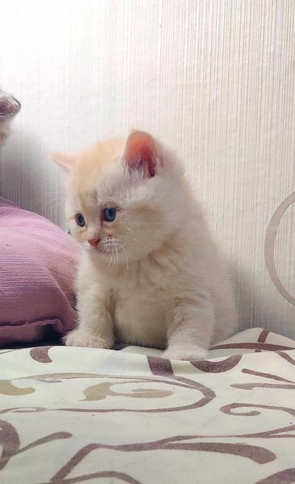 Шикарний шиншиловий котик ,серебряна шиншилаис