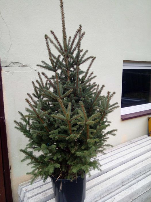 Choinka świąteczna żywa świerk srebrny pospolity jodła cięte doniczka