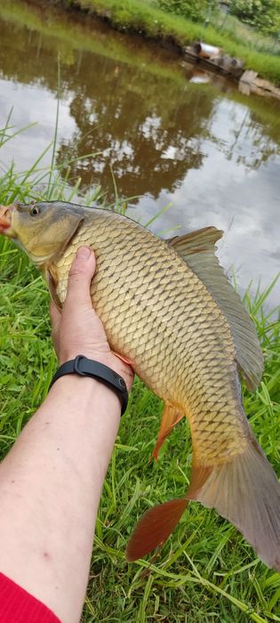 Жива риба ! Короп, Карась, Амур, Щука, Толстолоб!