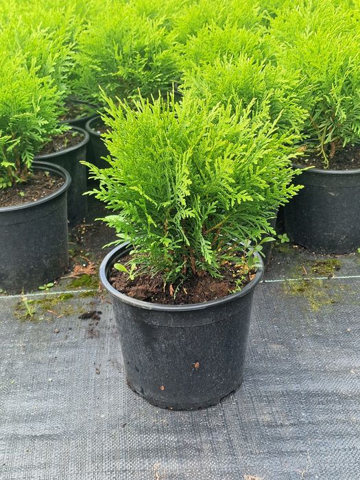 Tuja Danica 2l  Szkółka WEBER Kicin