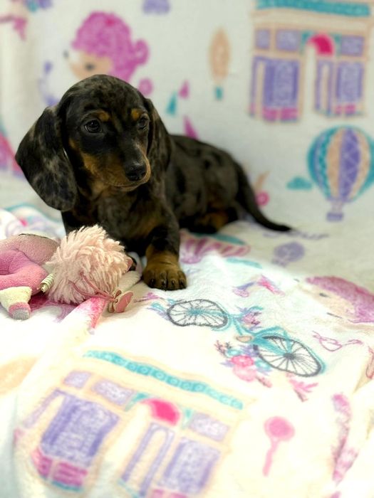 Teckel excelente menina Arlequim miniatura