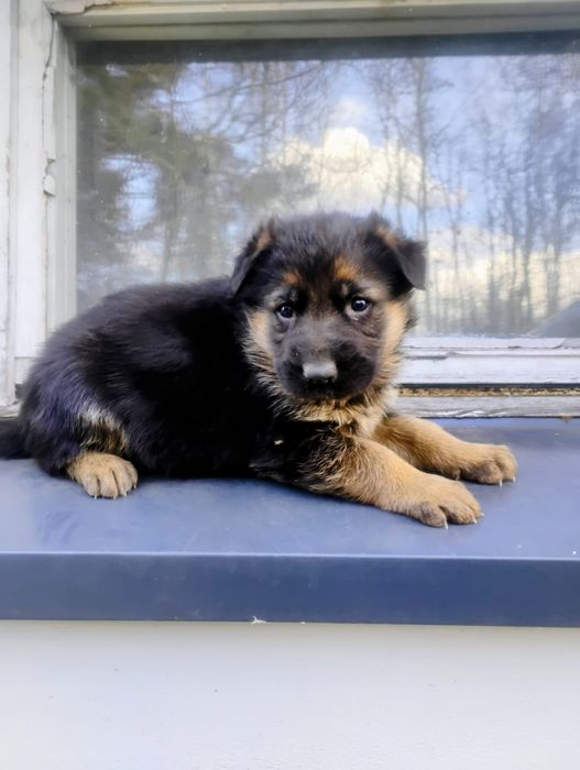 Owczarek niemiecki krótkowłosy